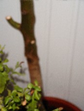 DSC00005.jpg