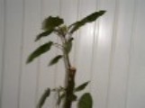 DSC00004.jpg