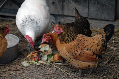 huhn2151.jpg