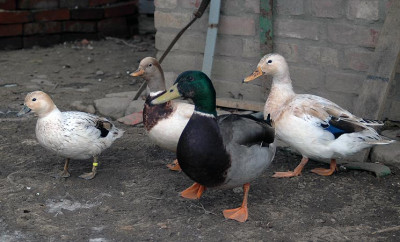 ente2160.jpg