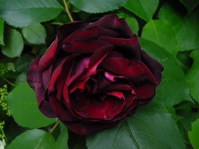 rosa_fdubreuil_1_04.jpg