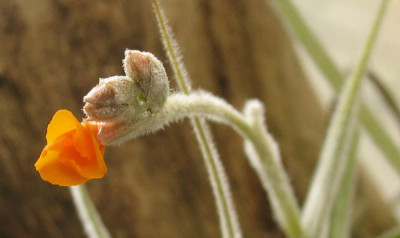 Tillandsia_crocata.jpg