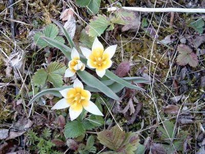 Tulipa_biflora1.1.jpg