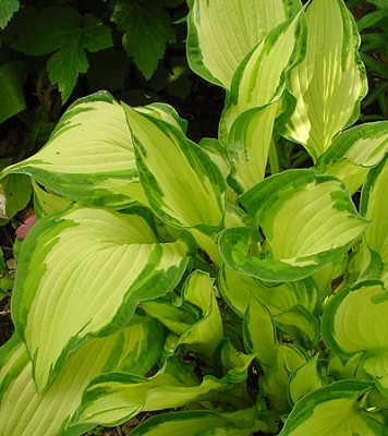 unbekannte_hosta_04.jpg