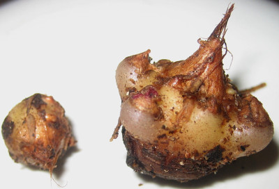 IMG_0697_eArisaema_nepenthoides_jungeKnollen.JPG