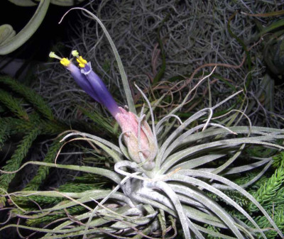 Tillandsia_magnusiana.jpg