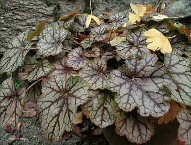 Heuchera_Venus.jpg