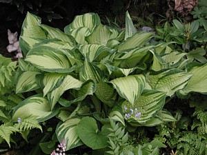 fortunei_Aureomaculata.JPG