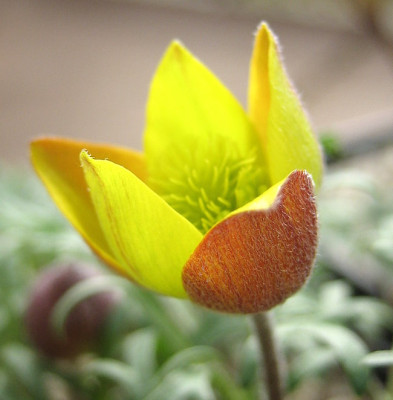 IMG_0034_eAnemone_petiolulosa.JPG