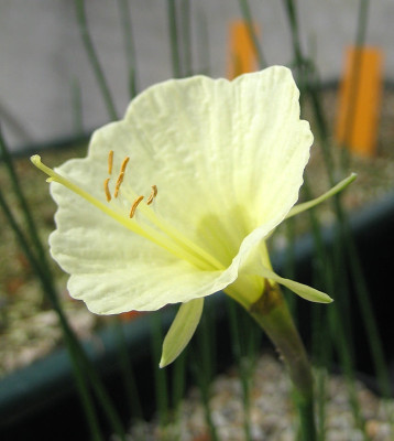 IMG_0026_eNarcissus_bulbocodium_Joy_Bishop.JPG
