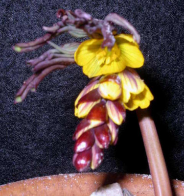 Gymnospermium_albertii_2006-03-10.JPG