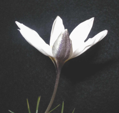 Crocus_alatavicus_2006-03-10_001.JPG