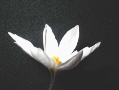 Crocus_alatavicus_2006-03-10_002.JPG