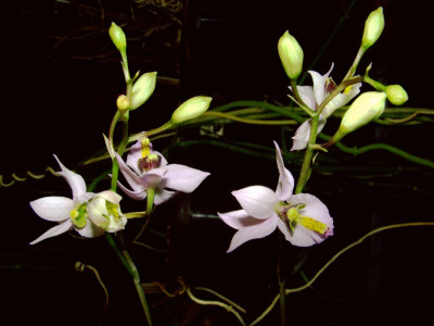 Barkeria_melanocaulon.jpg