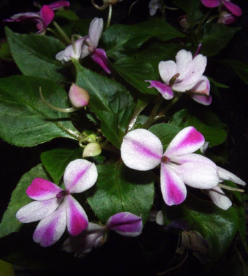 Impatiens_spec_06.jpg