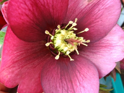 helleborus_1b.jpg