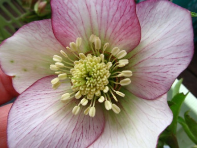 helleborus_2b.jpg