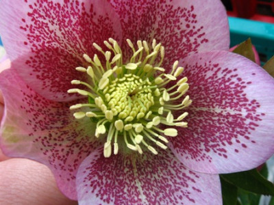 helleborus_3b.jpg