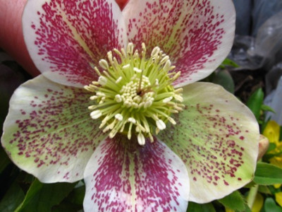 helleborus_5b.jpg