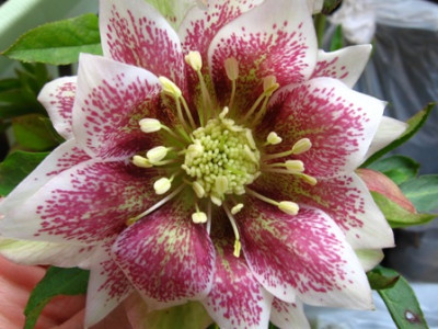 helleborus_6b.jpg