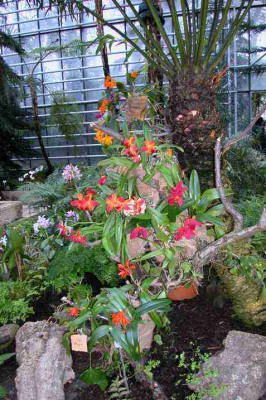 BoGa-Orchideen1.jpg