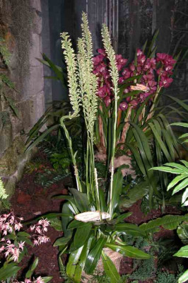 BoGa-Orchideen2-Sauroglossum.jpg