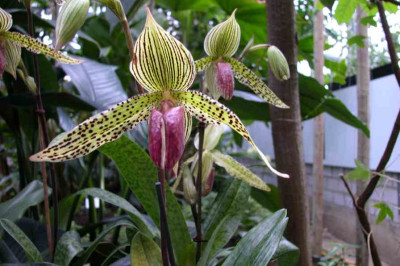 BoGa-Orchideen3.jpg