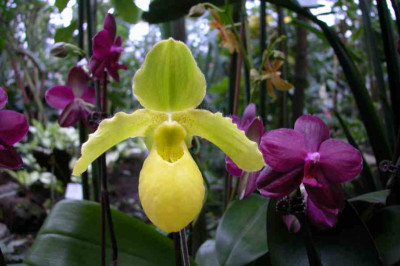 BoGa-Orchideen4.jpg