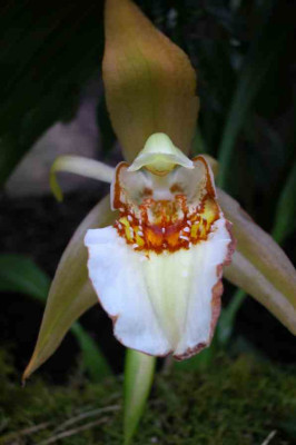 BoGa-Orchideen5.jpg