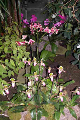 BoGa-Orchideen6.jpg