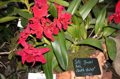 BoGa-Orchideen10.jpg