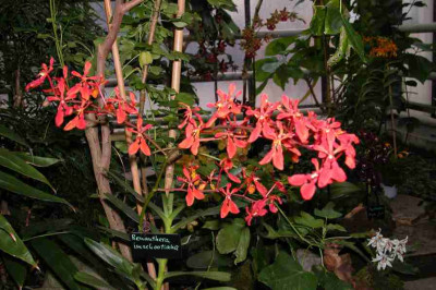 BoGa-Orchideen11-Renanthera.jpg