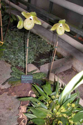BoGa-Orchideen12.jpg