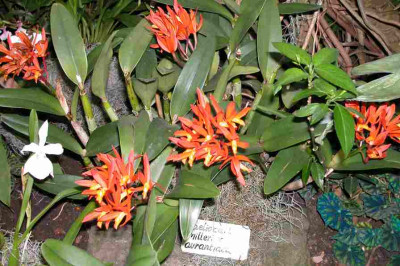 BoGa-Orchideen7.jpg