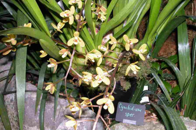BoGa-Orchideen8-Cymbidium.jpg