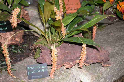 BoGa-Orchideen9-Dendrochilum.jpg