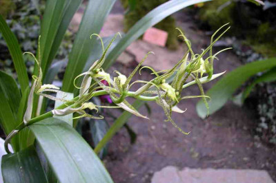 BoGa-Orchideen13.jpg