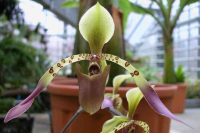BoGa-Orchideen16.jpg
