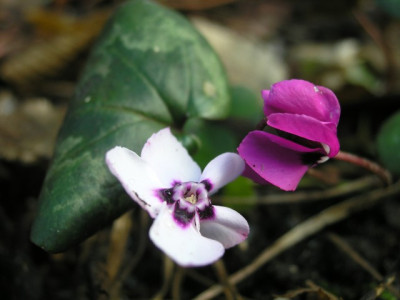 Cyclamen-coum-seltsam-k.jpg