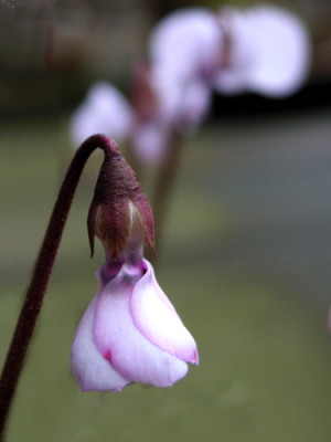 Cyclamen-coum-100306.jpg