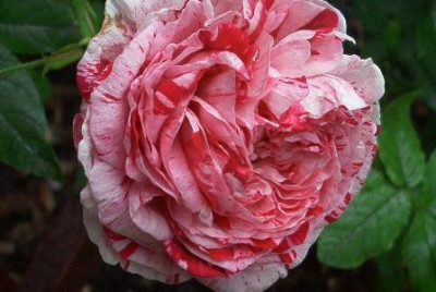 Variegata_di_Bologna_3.jpg