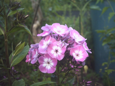 PHTO0268.JPG