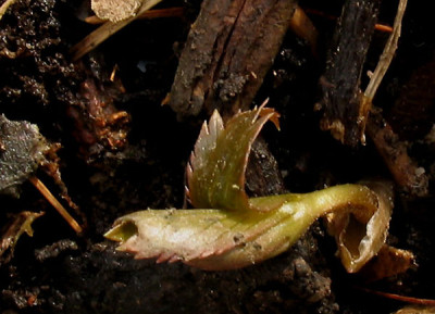 Helleborus_tibet_f.jpg