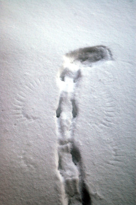 spur2189.jpg