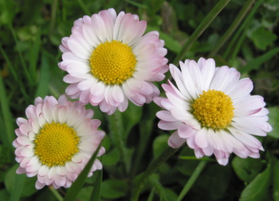 Bellis_perennis.jpg
