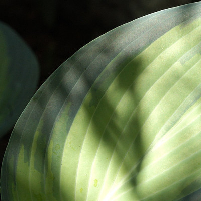 Hosta_n2_4863.jpg