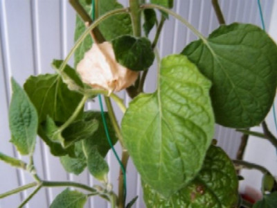 UnermudlichePhysalis.jpg