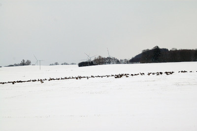 gans12197.jpg