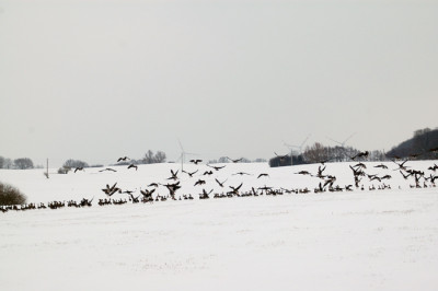 gans22200.jpg