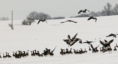gans62200.jpg